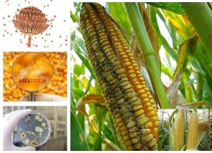 مایکوتوکسینها